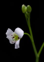 Cardamine dactyloides. Flower and flower buds.
 Image: P.B. Heenan © Landcare Research 2019 CC BY 3.0 NZ